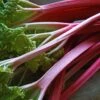 'Champagne' Rhubarb Plant -Green Plant Shop VEG0172 1