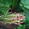 'Goliath' Rhubarb Plant -Green Plant Shop VEG0173 1