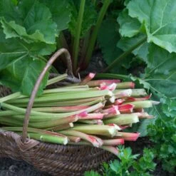 Full Season Rhubarb Collection -Green Plant Shop VEG0173 1 aa876d4d ee75 42cd 851d 43a214dc5cb2