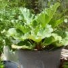 'Raspberry Red' Rhubarb Plant -Green Plant Shop VEG0179 1