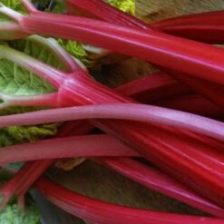 Full Season Rhubarb Collection -Green Plant Shop VEG0179 2 ee10ba25 a25e 48e9 9e72 1c0d320a2add
