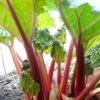 'Timperley Early' Rhubarb Plant 1 'Timperley Early' Rhubarb Plant -Green Plant Shop VEG0183 1
