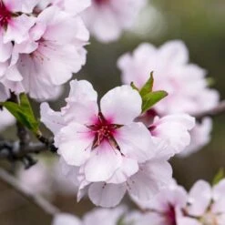 'Princess' Almond Tree | Prunus Dulcis -Green Plant Shop almond 1