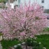 'Princess' Almond Tree | Prunus Dulcis