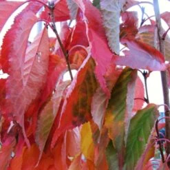 Flagpole Cherry Blossom Tree | Prunus Amanogawa 14 Flagpole Cherry Blossom Tree | Prunus Amanogawa -Green Plant Shop amanogawaautumn