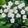 Anemone 'Honorine Jobert' -Green Plant Shop anemoneHJ 1 9d40d898 00fc 4921 872e 9aa81a52155f