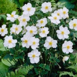Anemone 'Honorine Jobert'
