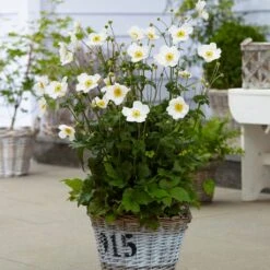 Anemone 'Honorine Jobert' -Green Plant Shop anemoneHJ 3 53563684 f80e 4a63 873c 0feb290f9aaa