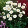 Anemone 'Whirlwind' -Green Plant Shop anemoneWW 1 1b73fc81 9c12 473a bc71 8b33aa443b2b