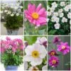 Ultimate Anemone Collection -Green Plant Shop anemonecollection 1 dbf970b0 bb30 4954 8a78 9fc6e798ce38