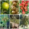 Best Apple Trees For Any Purpose | Growers' Choice -Green Plant Shop apple trees any purpose