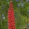 Lupin West Country Beefeater 1 Lupin West Country Beefeater -Green Plant Shop beefeater 1
