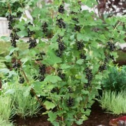 Big Ben Blackcurrant Bush 8 Big Ben Blackcurrant Bush -Green Plant Shop bigben 2