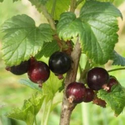 Big Ben Blackcurrant Bush 9 Big Ben Blackcurrant Bush -Green Plant Shop bigben 3