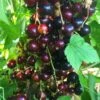 Big Ben Blackcurrant Bush -Green Plant Shop bigben 5