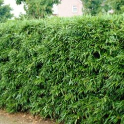 Green Bamboo | Phyllostachys Bisettii 8 Green Bamboo | Phyllostachys Bisettii -Green Plant Shop bissetiibamboo 2