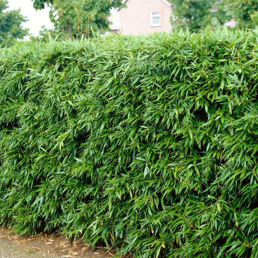 Green Bamboo | Phyllostachys Bisettii 5 Green Bamboo | Phyllostachys Bisettii - Image 3