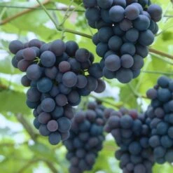 'Black Hamburgh' Indoor Grape Vine 7 'Black Hamburgh' Indoor Grape Vine -Green Plant Shop black hamburg