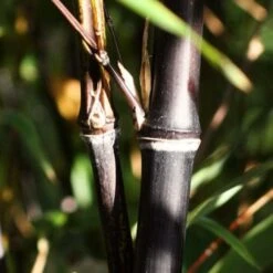 Black Bamboo | Phyllostachys Nigra -Green Plant Shop blackbamboo 1