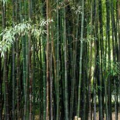 Black Bamboo | Phyllostachys Nigra -Green Plant Shop blackbamboo 5