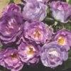 'Blue For You' Floribunda Rose -Green Plant Shop blue for you 5f65d5ba 4434 4eea 9ca7 9a61a7d1dca7