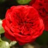 'Deep Love' Climbing Rose -Green Plant Shop blwa00409 deep love