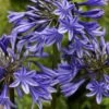 Agapanthus 'Stardust' | 3L -Green Plant Shop blwa00712 393f783e 0954 4f25 a78a 908e6d141987