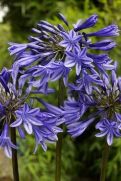Agapanthus 'Stardust' | 3L