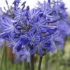 Agapanthus 'Star Quality' | 7.5L