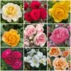 Shrub Rose Collection | Roses For The Border -Green Plant Shop borderroses 1