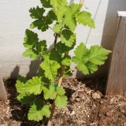 Boysenberry Bush | Rubus -Green Plant Shop boysenberry 3
