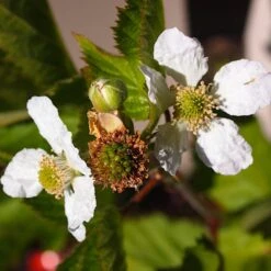 Boysenberry Bush | Rubus -Green Plant Shop boysenberry 4