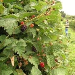 Boysenberry Bush | Rubus -Green Plant Shop boysenberry 5