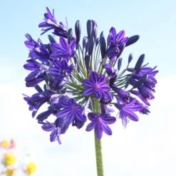 Agapanthus 'Royal Velvet' -Green Plant Shop brer09527sq