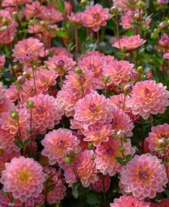 Dahlia 'Pacific View' -Green Plant Shop brer09906