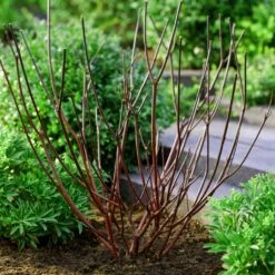 Best Value Cornus Collection | Winter Hedging -Green Plant Shop browncornus