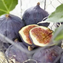 UK Hardy Fig Tree | 'Brown Turkey' 10 UK Hardy Fig Tree | 'Brown Turkey' -Green Plant Shop brownturkeyfigs