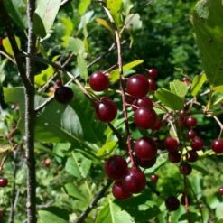 Morello Cherry Tree -Green Plant Shop cherrytree21 10