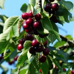 Sunburst Cherry Tree -Green Plant Shop cherrytree21 16