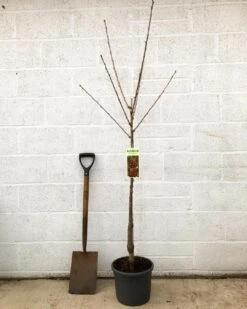'Van' Cherry Tree 10 'Van' Cherry Tree -Green Plant Shop cherryvanpotted