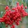 Cut Leaf Rowan Tree | Sorbus 'Chinese Lace'
