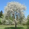 Chocolate Ice' Cherry Blossom Tree | Prunus 'Matsumae-fuki' -Green Plant Shop chocice 1