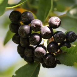 Unusual Berry Collection -Green Plant Shop chokeberries