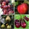 Complete Orchard Collection | Apple, Cherry, Pear, Plum Trees -Green Plant Shop complete orchard