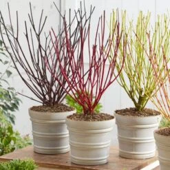 Best Value Cornus Collection | Winter Hedging -Green Plant Shop cornuscollection 2