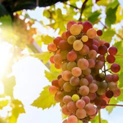 'Crimson Seedless' Grape Vine 9 'Crimson Seedless' Grape Vine -Green Plant Shop crimson seedless