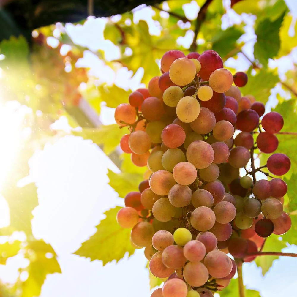 'Crimson Seedless' Grape Vine 6 'Crimson Seedless' Grape Vine - Image 4