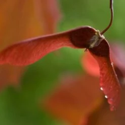 Purple-Leaved Norway Maple Tree | Acer Platanoides 'Crimson King' -Green Plant Shop crimsonking 3