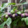 'Czar' Plum Tree -Green Plant Shop czar 1