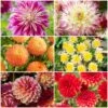 Premium Dahlia Plants Collection